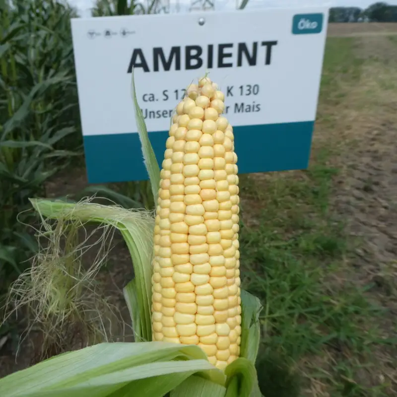 Sonderaktion Mais Ambient S120 / K130 Standard