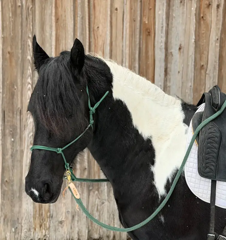 Günstig Reithalfter Horsemanship - seitlich mit Messingringen