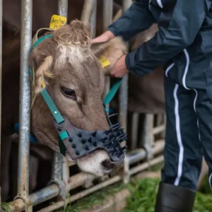 Gewa Viehsaugentwöhner - Halfter, verschied. Größen Jungvieh / Kalb Versand Am Gleichen Tag