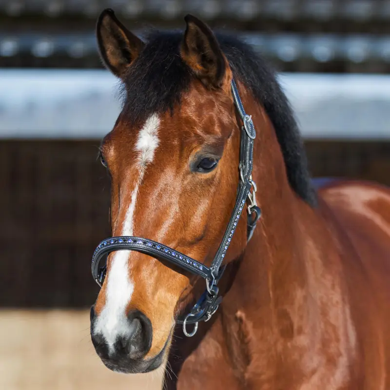 Lederhalfter Ice X-Full Warmblut extra / Kaltblut Top-Seller