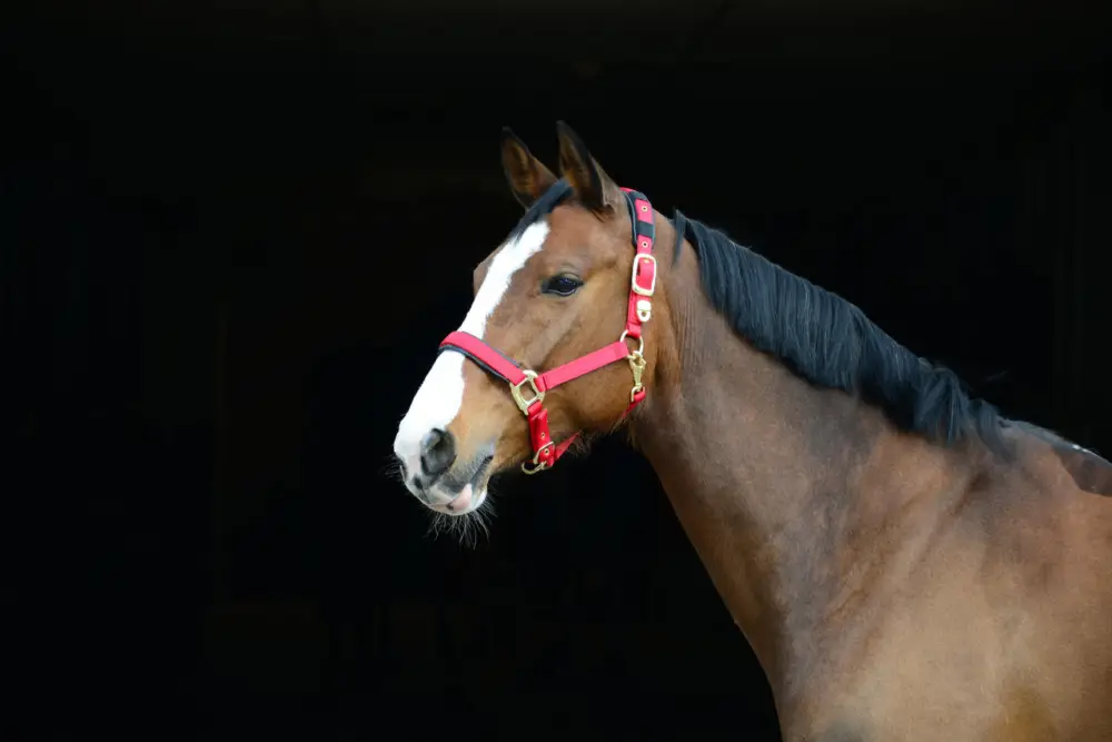 Neue Kollektion Stallhalfter De Luxe rot, Pony