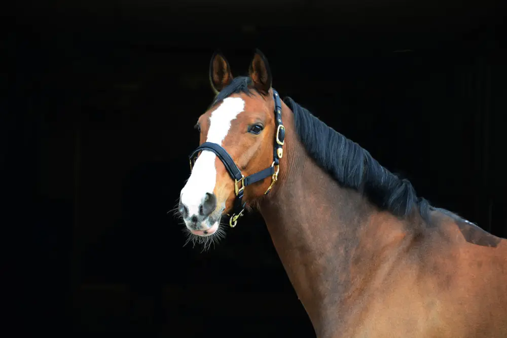 Schneller Versand Stallhalfter De Luxe schwarz, Pony