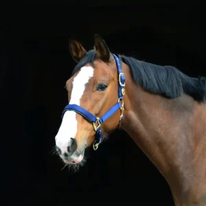 Zertifiziert Stallhalfter De Luxe blau, Cob = Vollblut