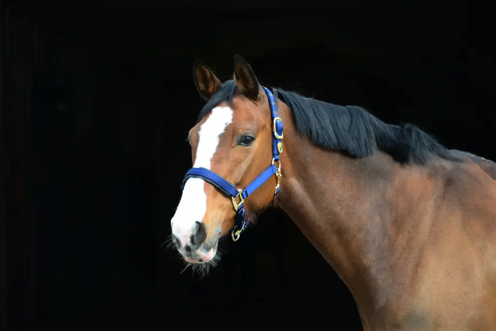 Zertifiziert Stallhalfter De Luxe blau, Cob = Vollblut