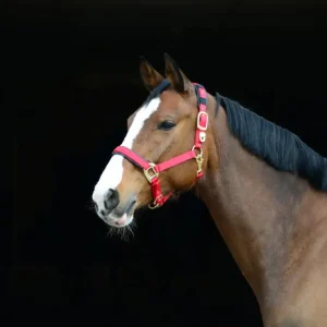 Neu Stallhalfter De Luxe rot, Cob = Vollblut