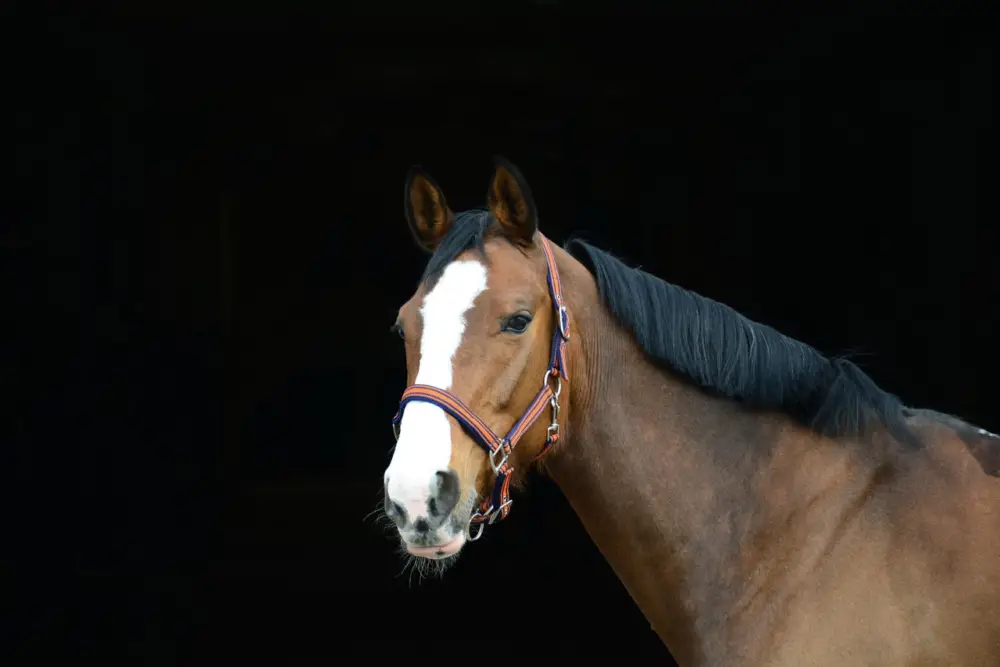 Halfter Raya navy/orange, Pony Geprüft