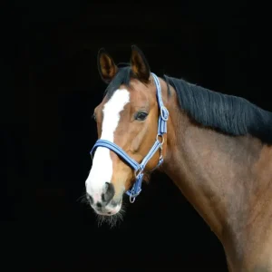 Expressversand Halfter Raya hellblau/navy, Pony