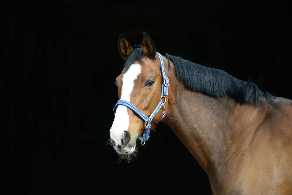 Letzte Chance Halfter Raya hellblau/navy, X-Full Warmblut extra / Kaltblut