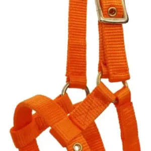 Ekkia Ponyfohlenhalfter orange Nur Heute