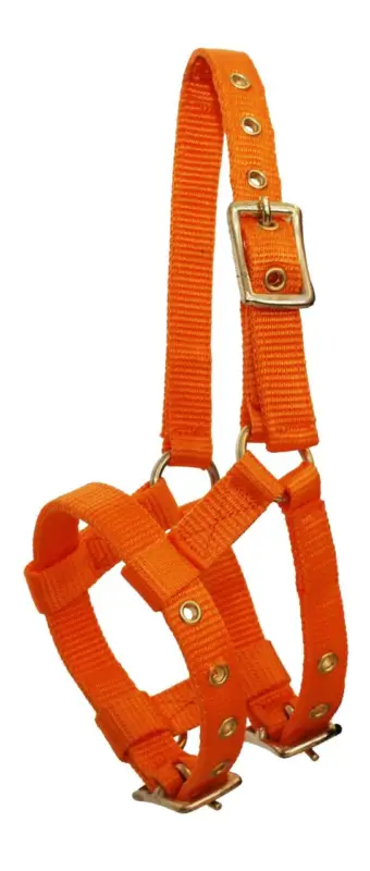 Ekkia Ponyfohlenhalfter orange Nur Heute