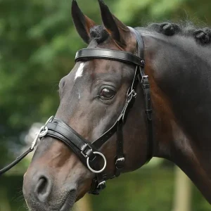 Busse Kappzaum Fit Pro Pony Schnäppchen