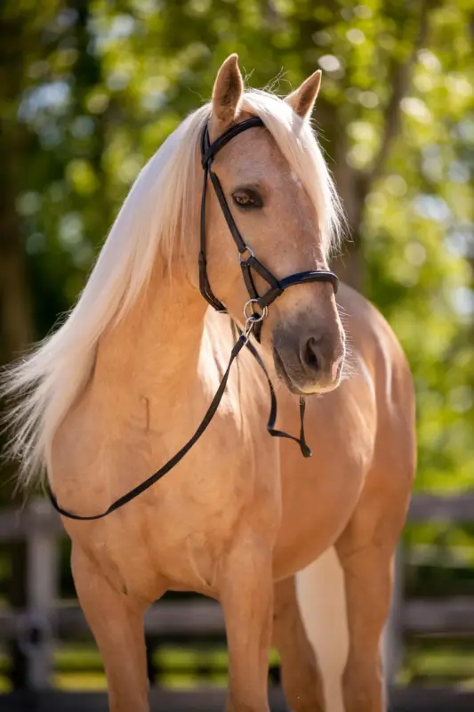 F.R.A. Gebissloser Zaum pardoes schwarz, Full = Warmblut Top-Seller