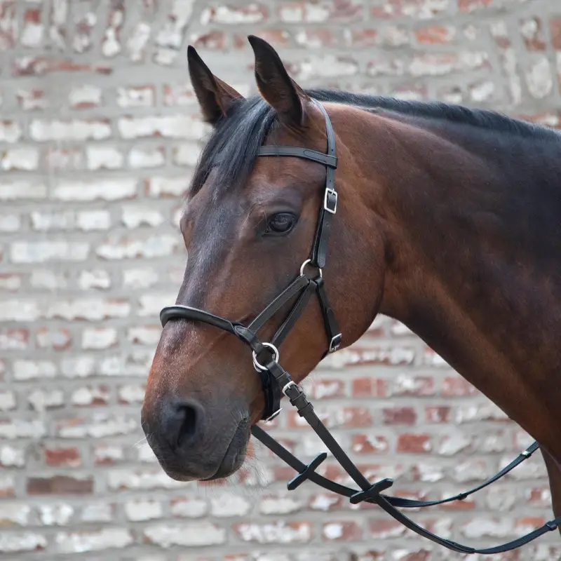 Bestpreis Linda Tellington Jones Lindel schwarz, Full = Warmblut