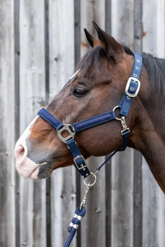 Nur Für Kurze Zeit LAMI-CELL Halfter MONTANA navy, Full = Warmblut