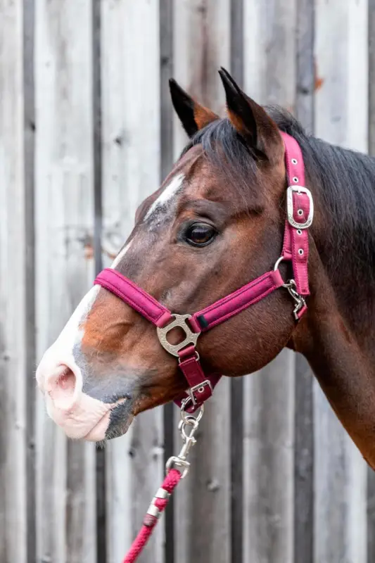 Billig LAMI-CELL Halfter MONTANA bordeaux, Full = Warmblut