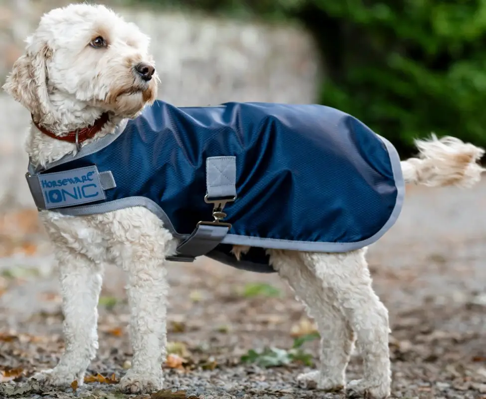 Schneller Versand Horseware Ionic Therapy Dog Coat 50g imperial blue/silver & navy, M