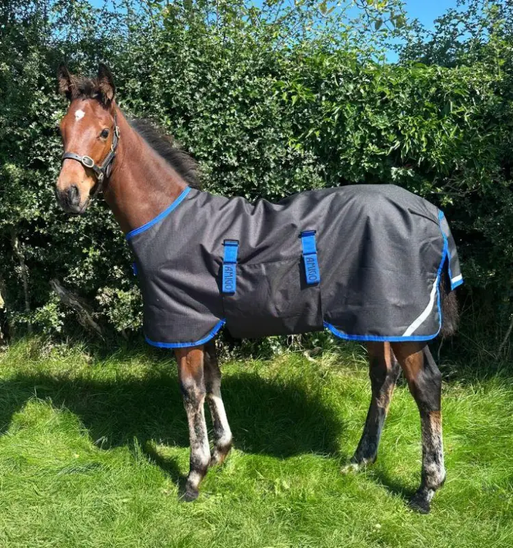 Neuheit Horseware Amigo Ripstop 900D Foal Turnout 50g black/classic blue, 100 cm