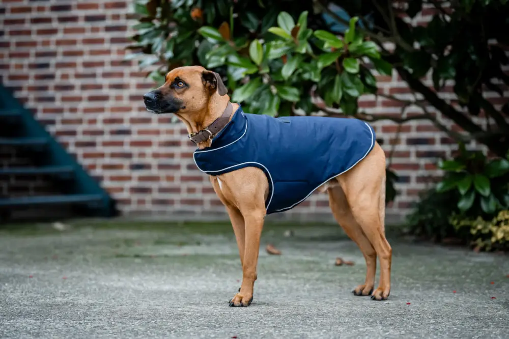 Horseware Signature Dog Rain Coat 100g navy, XXL Günstig