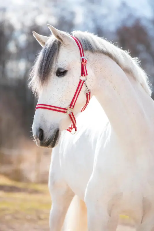 WAHL-Hausmarke HoldMe Halfter rot/beige, X-Full Warmblut extra / Kaltblut Preiswert