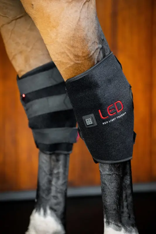 Must-Have Horseware LED Red Light Therapy Hock Boot black, rechts
